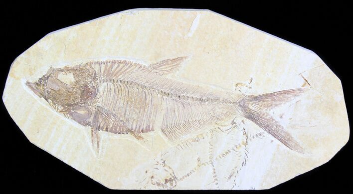 Detailed, Diplomystus Fossil Fish - Wyoming #63948